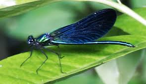 Attēlu rezultāti vaicājumam “Calopteryx virgo female”