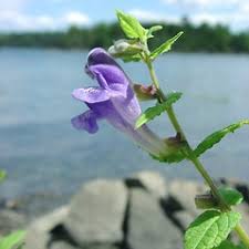 Attēlu rezultāti vaicājumam “Scutellaria galericulata leaf”