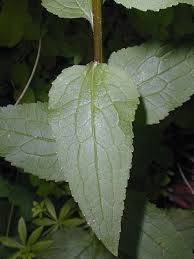 Attēlu rezultāti vaicājumam “Campanula rapunculoides leaf”