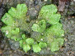 Attēlu rezultāti vaicājumam “Riccia cavernosa”