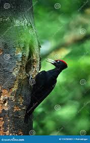 Attēlu rezultāti vaicājumam “Dryocopus martius nest”