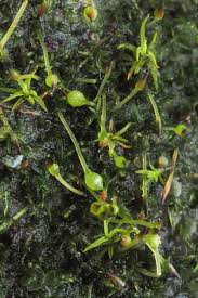 Attēlu rezultāti vaicājumam “Seligeria donniana”