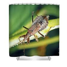 Attēlu rezultāti vaicājumam “Himacerus apterus”