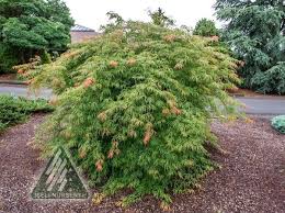 Attēlu rezultāti vaicājumam “Acer pseudosieboldianum”