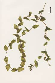 Attēlu rezultāti vaicājumam “Potamogeton perfoliatus leaf”