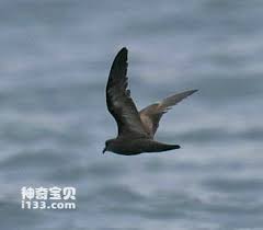 Image result for Oceanodroma monorhis