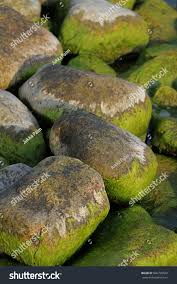 Attēlu rezultāti vaicājumam “Cladophora glomerata”