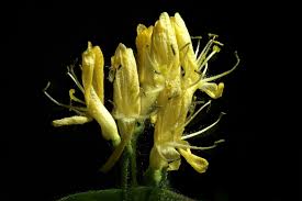 Attēlu rezultāti vaicājumam “Lonicera xylosteum flower”