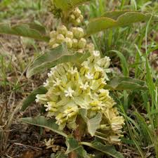 Attēlu rezultāti vaicājumam “Apocynaceae”