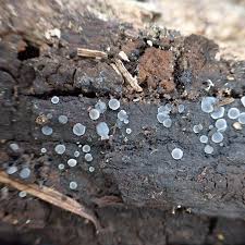 Attēlu rezultāti vaicājumam “Mollisia cinerea”