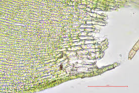 Attēlu rezultāti vaicājumam “Oxyrrhynchium hians var. rigidum macro”