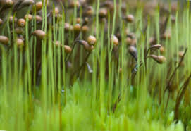 Attēlu rezultāti vaicājumam “Cribraria aurantiaca spores”