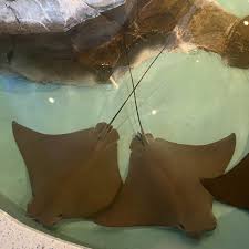 Image result for Rhinoptera brasiliensis