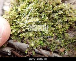 Attēlu rezultāti vaicājumam “Diplophyllum albicans”