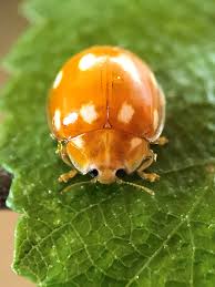 Attēlu rezultāti vaicājumam “Calvia decemguttata”