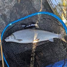 Image result for Coregonus artedi