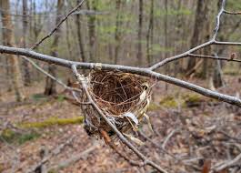 Attēlu rezultāti vaicājumam “nest”