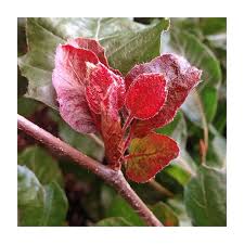 Attēlu rezultāti vaicājumam “Fagus sylvatica fo. purpurea”