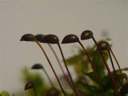 Attēlu rezultāti vaicājumam “Brachytheciastrum velutinum sporophyte”