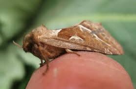 Attēlu rezultāti vaicājumam “Hepialus sylvina”