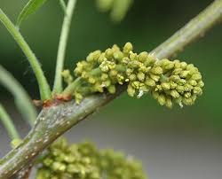 Attēlu rezultāti vaicājumam “Gleditsia triacanthos flower”