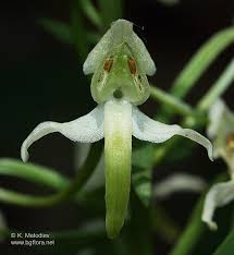 Attēlu rezultāti vaicājumam “Platanthera chlorantha flower”