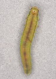 Attēlu rezultāti vaicājumam “Raphidia larva”