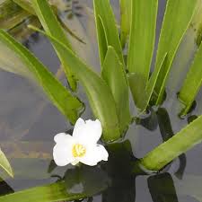 Attēlu rezultāti vaicājumam “Stratiotes aloides flower”