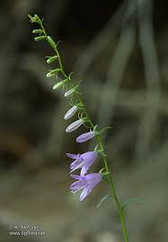 Attēlu rezultāti vaicājumam “Campanula rapunculoides bud”