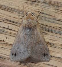 Attēlu rezultāti vaicājumam “Badhamiopsis praetermissa sessile”