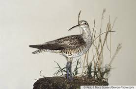 Image result for Numenius borealis