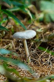 Attēlu rezultāti vaicājumam “Collybia tuberosa”