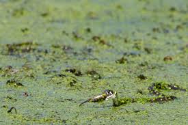 Attēlu rezultāti vaicājumam “Acronicta leporina larva”