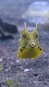 Attēlu rezultāti vaicājumam “Comatricha laxa macro”