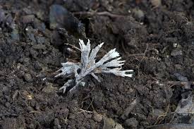 Attēlu rezultāti vaicājumam “Thelephora penicillata”