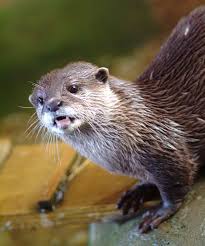 Image result for Worthing Otters