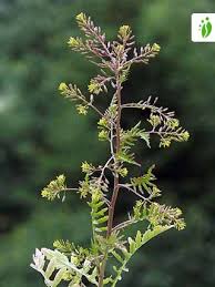 Attēlu rezultāti vaicājumam “Rorippa palustris leaf”