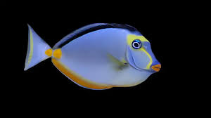 Image result for Naso lituratus