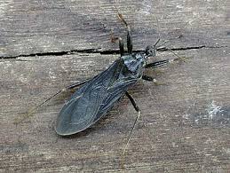 Attēlu rezultāti vaicājumam “Reduvius personatus”