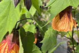 Attēlu rezultāti vaicājumam “Malvaceae”