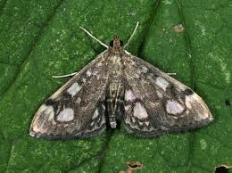 Attēlu rezultāti vaicājumam “Anania coronata”