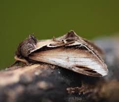 Attēlu rezultāti vaicājumam “Pheosia gnoma”