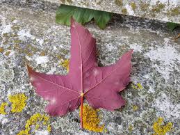 Attēlu rezultāti vaicājumam “Acer pseudoplatanus fo. purpurascens flower”