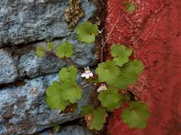 Attēlu rezultāti vaicājumam “Cymbalaria muralis leaf”