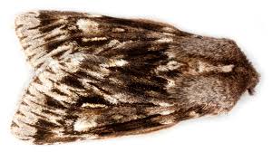 Attēlu rezultāti vaicājumam “Brachionycha nubeculosa”