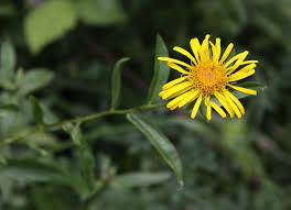 Attēlu rezultāti vaicājumam “Inula salicina flower”