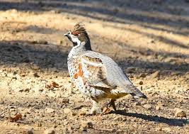 Attēlu rezultāti vaicājumam “Tetrastes bonasia”