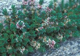 Attēlu rezultāti vaicājumam “Glaux maritima flower”