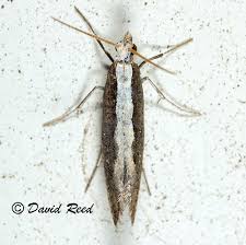 Attēlu rezultāti vaicājumam “Plutellidae”