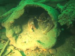 Image result for Chesham Sub Aqua